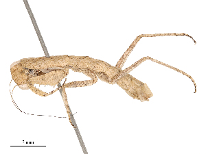  ( - CBG-B19973-G11)  @11 [ ] CreativeCommons - Attribution Share - Alike (2025) CBG Photography Group Centre for Biodiversity Genomics