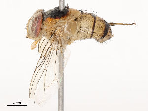  ( - CBG-B19975-C04)  @11 [ ] CreativeCommons - Attribution Share - Alike (2025) CBG Photography Group Centre for Biodiversity Genomics