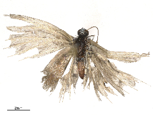  ( - CBG-B19975-D09)  @11 [ ] CreativeCommons - Attribution Share - Alike (2025) CBG Photography Group Centre for Biodiversity Genomics