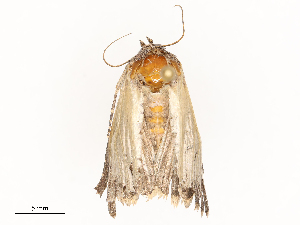  ( - CBG-B20051-H10)  @11 [ ] CreativeCommons - Attribution Share - Alike (2025) CBG Photography Group Centre for Biodiversity Genomics