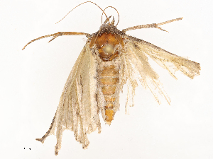  ( - CBG-B20053-G09)  @11 [ ] CreativeCommons - Attribution Share - Alike (2025) CBG Photography Group Centre for Biodiversity Genomics