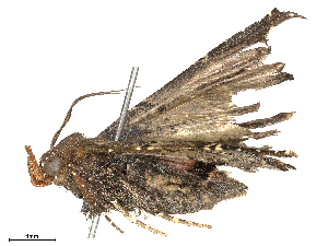  ( - CBG-B20053-H03)  @11 [ ] CreativeCommons - Attribution Share - Alike (2025) CBG Photography Group Centre for Biodiversity Genomics