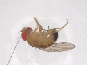  ( - CBG-B21840-D05)  @11 [ ] CreativeCommons - Attribution Share - Alike (2025) Centre for Biodiversity Genomics Centre for Biodiversity Genomics