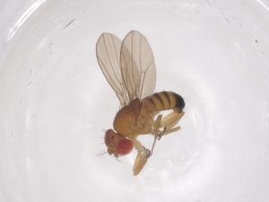  ( - CBG-B21840-E05)  @11 [ ] CreativeCommons - Attribution Share - Alike (2025) Centre for Biodiversity Genomics Centre for Biodiversity Genomics