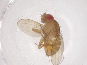  ( - CBG-B21840-G03)  @11 [ ] CreativeCommons - Attribution Share - Alike (2025) Centre for Biodiversity Genomics Centre for Biodiversity Genomics