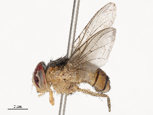  ( - CBG-B21841-A01)  @11 [ ] CreativeCommons - Attribution Share - Alike (2025) CBG Photography Group Centre for Biodiversity Genomics