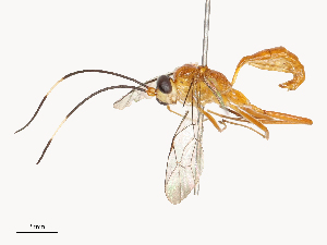  (Necolio - CBG-B21850-E03)  @11 [ ] CreativeCommons - Attribution Share - Alike (2025) CBG Photography Group Centre for Biodiversity Genomics