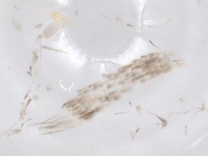  ( - CBG-B21962-D07)  @11 [ ] CreativeCommons - Attribution Share - Alike (2025) Centre for Biodiversity Genomics Centre for Biodiversity Genomics