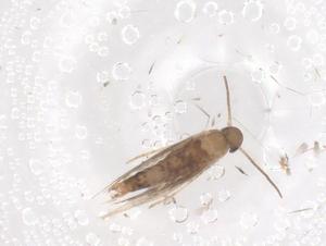  ( - CBG-B22218-F06)  @11 [ ] CreativeCommons - Attribution Share - Alike (2025) Centre for Biodiversity Genomics Centre for Biodiversity Genomics