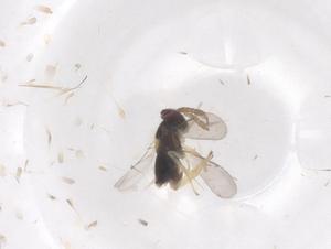  ( - CBG-B22473-D05)  @11 [ ] CreativeCommons - Attribution Share - Alike (2025) Centre for Biodiversity Genomics Centre for Biodiversity Genomics