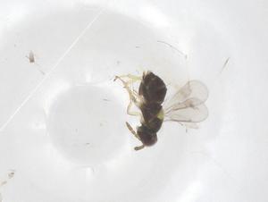  ( - CBG-B22475-B04)  @11 [ ] CreativeCommons - Attribution Share - Alike (2025) Centre for Biodiversity Genomics Centre for Biodiversity Genomics