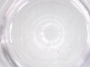  ( - CBG-B23547-C12)  @11 [ ] CreativeCommons - Attribution Share - Alike (2025) Centre for Biodiversity Genomics Centre for Biodiversity Genomics