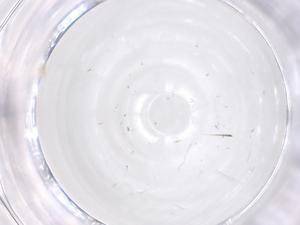  ( - CBG-B23550-A02)  @11 [ ] CreativeCommons - Attribution Share - Alike (2025) Centre for Biodiversity Genomics Centre for Biodiversity Genomics