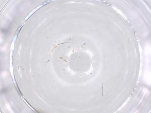  ( - CBG-B23550-D05)  @11 [ ] CreativeCommons - Attribution Share - Alike (2025) Centre for Biodiversity Genomics Centre for Biodiversity Genomics