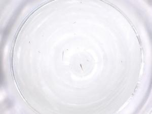  ( - CBG-B23550-H01)  @11 [ ] CreativeCommons - Attribution Share - Alike (2025) Centre for Biodiversity Genomics Centre for Biodiversity Genomics