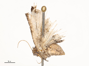  ( - CBG-B01800-F07)  @11 [ ] CreativeCommons - Attribution Share - Alike (2025) CBG Photography Group Centre for Biodiversity Genomics