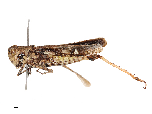  ( - CBG-B02557-B04)  @11 [ ] CreativeCommons - Attribution Share - Alike (2025) CBG Photography Group Centre for Biodiversity Genomics