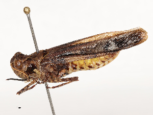  ( - CBG-B02557-B05)  @11 [ ] CreativeCommons - Attribution Share - Alike (2025) CBG Photography Group Centre for Biodiversity Genomics