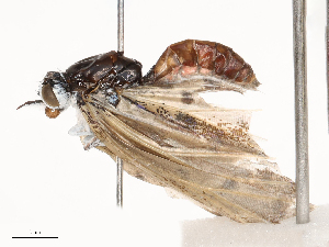  ( - CBG-B02557-E03)  @11 [ ] CreativeCommons - Attribution Share - Alike (2025) CBG Photography Group Centre for Biodiversity Genomics