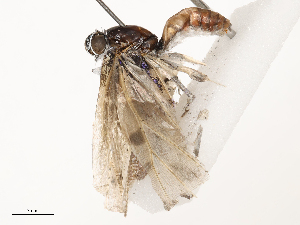  ( - CBG-B02557-E06)  @11 [ ] CreativeCommons - Attribution Share - Alike (2025) CBG Photography Group Centre for Biodiversity Genomics