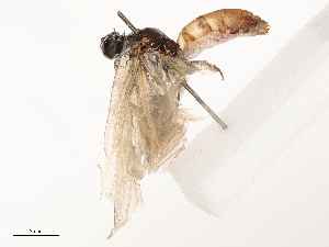  ( - CBG-B02557-E07)  @11 [ ] CreativeCommons - Attribution Share - Alike (2025) CBG Photography Group Centre for Biodiversity Genomics