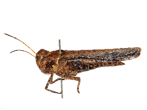  ( - CBG-B02557-G08)  @11 [ ] CreativeCommons - Attribution Share - Alike (2025) CBG Photography Group Centre for Biodiversity Genomics