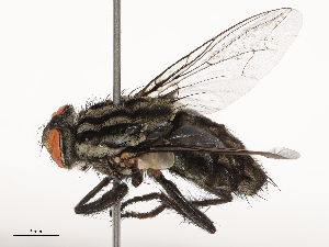  ( - CBG-B02557-H04)  @11 [ ] CreativeCommons - Attribution Share - Alike (2025) CBG Photography Group Centre for Biodiversity Genomics