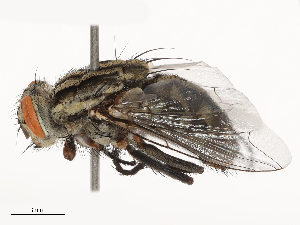  ( - CBG-B02557-H05)  @11 [ ] CreativeCommons - Attribution Share - Alike (2025) CBG Photography Group Centre for Biodiversity Genomics