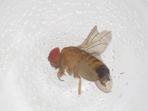  ( - CBG-B02741-B09)  @11 [ ] CreativeCommons - Attribution Share - Alike (2025) Centre for Biodiversity Genomics Centre for Biodiversity Genomics