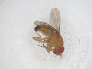  ( - CBG-B02741-B11)  @11 [ ] CreativeCommons - Attribution Share - Alike (2025) Centre for Biodiversity Genomics Centre for Biodiversity Genomics