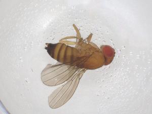  ( - CBG-B02741-E03)  @11 [ ] CreativeCommons - Attribution Share - Alike (2025) Centre for Biodiversity Genomics Centre for Biodiversity Genomics