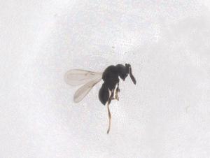  ( - CBG-B02742-G03)  @11 [ ] CreativeCommons - Attribution Share - Alike (2025) Centre for Biodiversity Genomics Centre for Biodiversity Genomics