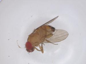  ( - CBG-B02809-F08)  @11 [ ] CreativeCommons - Attribution Share - Alike (2025) Centre for Biodiversity Genomics Centre for Biodiversity Genomics