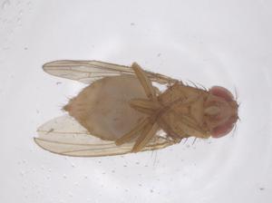  ( - CBG-B02809-H06)  @11 [ ] CreativeCommons - Attribution Share - Alike (2025) Centre for Biodiversity Genomics Centre for Biodiversity Genomics