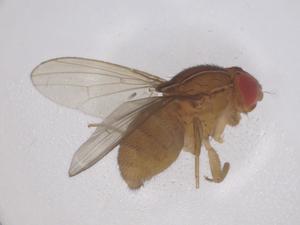  ( - CBG-B03141-D04)  @11 [ ] CreativeCommons - Attribution Share - Alike (2025) Centre for Biodiversity Genomics Centre for Biodiversity Genomics