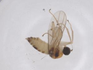  ( - CBG-B03141-E09)  @11 [ ] CreativeCommons - Attribution Share - Alike (2025) Centre for Biodiversity Genomics Centre for Biodiversity Genomics