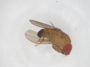  ( - CBG-B03142-A09)  @11 [ ] CreativeCommons - Attribution Share - Alike (2025) Centre for Biodiversity Genomics Centre for Biodiversity Genomics