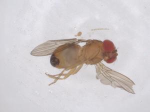  ( - CBG-B03144-F06)  @11 [ ] CreativeCommons - Attribution Share - Alike (2025) Centre for Biodiversity Genomics Centre for Biodiversity Genomics