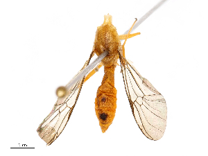  ( - CBG-B03145-E11)  @11 [ ] CreativeCommons - Attribution Share - Alike (2025) CBG Photography Group Centre for Biodiversity Genomics