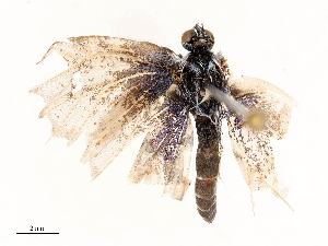  ( - CBG-B03145-F07)  @11 [ ] CreativeCommons - Attribution Share - Alike (2025) CBG Photography Group Centre for Biodiversity Genomics