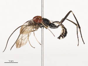  ( - CBG-B03169-A01)  @11 [ ] CreativeCommons - Attribution Share - Alike (2025) CBG Photography Group Centre for Biodiversity Genomics