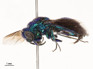  (Chrysis lincea - CBG-B03169-F07)  @11 [ ] CreativeCommons - Attribution Share - Alike (2025) CBG Photography Group Centre for Biodiversity Genomics