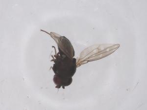  ( - CBG-B03441-C06)  @11 [ ] CreativeCommons - Attribution Share - Alike (2025) Centre for Biodiversity Genomics Centre for Biodiversity Genomics