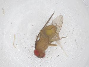  ( - CBG-B03464-D11)  @11 [ ] CreativeCommons - Attribution Share - Alike (2025) Centre for Biodiversity Genomics Centre for Biodiversity Genomics