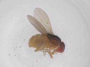  ( - CBG-B03466-A03)  @11 [ ] CreativeCommons - Attribution Share - Alike (2025) Centre for Biodiversity Genomics Centre for Biodiversity Genomics