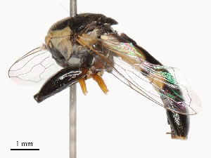  ( - CBG-B04467-A01)  @11 [ ] CreativeCommons - Attribution Share - Alike (2025) CBG Photography Group Centre for Biodiversity Genomics