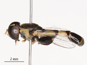  ( - CBG-B04467-A03)  @11 [ ] CreativeCommons - Attribution Share - Alike (2025) CBG Photography Group Centre for Biodiversity Genomics