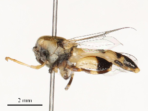  (Syritta tomentosa - CBG-B04467-A12)  @11 [ ] CreativeCommons - Attribution Share - Alike (2025) CBG Photography Group Centre for Biodiversity Genomics