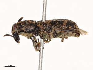  ( - CBG-B04467-D11)  @11 [ ] CreativeCommons - Attribution Share - Alike (2025) CBG Photography Group Centre for Biodiversity Genomics