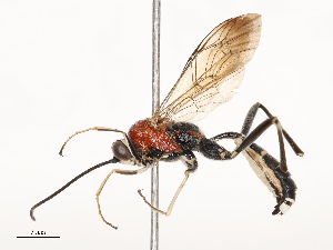  ( - CBG-B04467-E03)  @11 [ ] CreativeCommons - Attribution Share - Alike (2025) CBG Photography Group Centre for Biodiversity Genomics